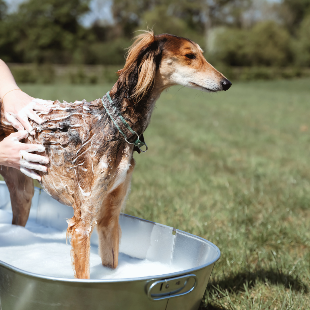 Oat-So-Soothing Shampoo