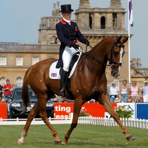 Buteless High Strength Solution